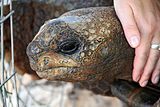 Голова гигантской черепахи