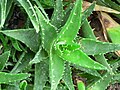 Miniatura per Aloe perfoliata