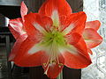 Hippeastrum