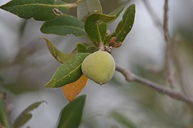 פרי האביצניה