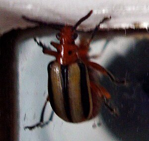 English: A beetle, unknown species Svenska: En...