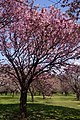 2020年5月20日 (水) 09:04時点における版のサムネイル