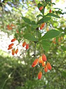 Frutos de Berberis sp.