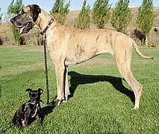 Figure 5a: The Chihuahua mix and Great Dane illustrate the range of sizes among dog breeds. Big and little dog 1.jpg