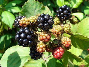 English: Blackberries (Rubus), ripe and unripe...