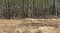 FFH-Gebiet Blixmoor: Absperrung des Schwingrasenmoores durch gefällte Moorbirken