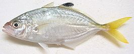 Carangoides praeustus