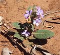 Brunoniella australis