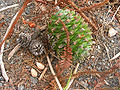 Шишка та насіння араукарії Бідвілла (Австралія)