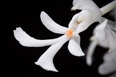 Labellum detail