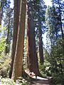 Calaveras Big Trees2