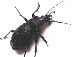 Carabus clypeatus