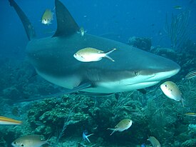 Harmaariuttahai (Carcharhinus amblyrhynchos)