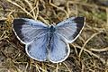 Holly blue female