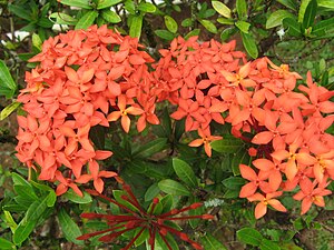 Ixora coccinea