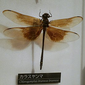 Самка Chlorogomphus brunneus brunneus в токийском музее
