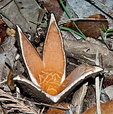 A star-shaped mushroom with four rays growing on the ground, surrounded by dead leaves. The interior surface of the mushroom is butterscotch colored, and the center of the mushroom is cracked to reveal the white tissue layer underneath. The external surface is rough, and a dark brown color.