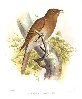 Desenho de 1869 de Joseph Smit para seu Exotic ornithology: containing figures and descriptions of new or rare species of American birds