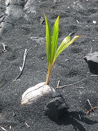 Coconut seed sprouting on a black sand beach.