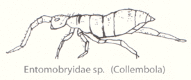 Коллембола Entomobryidae