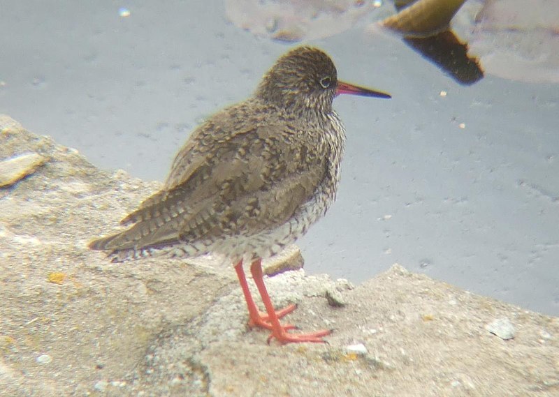 Ficheiro:Common Redshank 01.JPG