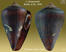 Conus fantasmalis