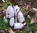 Coprinopsis atramentaria