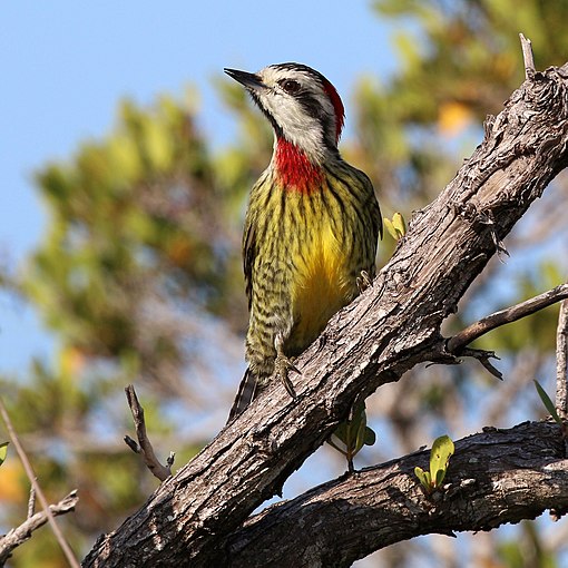 图为雌性的古巴绿啄木鸟，一种古巴特有的鸟类。