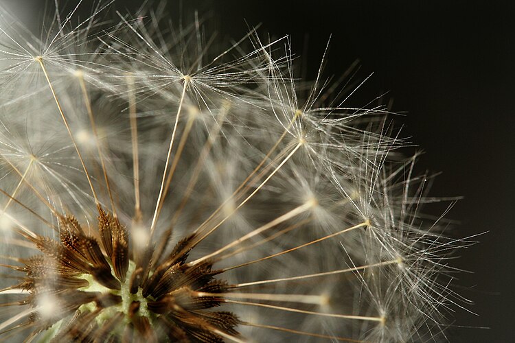 Семена одуванчика (Taraxacum officinale)