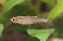 Danio roseus