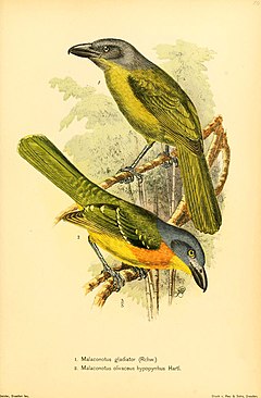 Description de l'image Die Vögel Afrikas (6425136275).jpg.