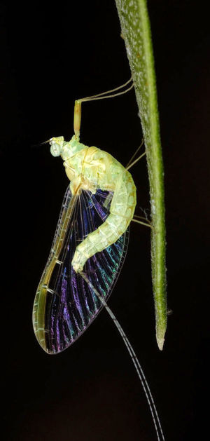 A mayfly (order Ephemeroptera) found on an Ole...