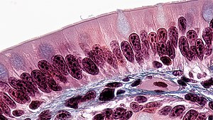 Epithelium simplex columnare