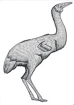 Vignette pour Ergilornithidae