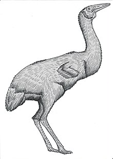 Ergilornis-commission.jpg