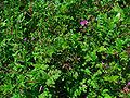 Peltokurjennokka (Erodium cicutarium)
