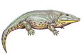 Eryops megacephalus, of the late Carboniferous to early Permian of North America