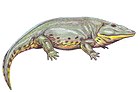 大頭引螈（Eryops megacephalus）