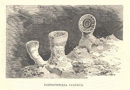 Caryophyllia cyathus