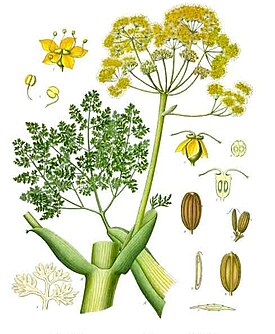Ботаническая иллюстрация из книги Köhler’s Medizinal-Pflanzen, 1887