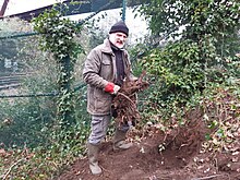 GT Removed an invasive Holm Oak stump.jpg