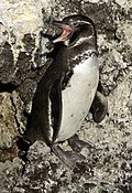 Galápagose pingviin