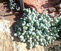 Gibbaeum petrense