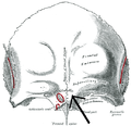 Schedel met glabella