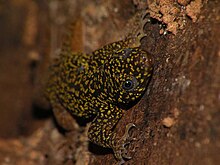 Gecko Gonatodes annularis