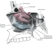 The lateral section of the nasal cavity showing the superior, middle, and inferior nasal conchae (turbinates). Gray153.png