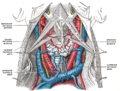 The fascia and middle thyroid veins. The veins here designated the inferior thyroid are called by Kocher the thyroidea ima.