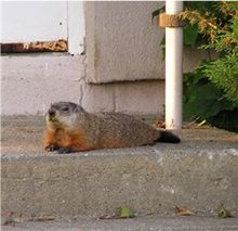 Marmota monax