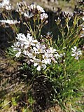 Miniatuur voor Gypsophila uralensis