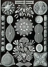 Haeckel Diatomea.jpg